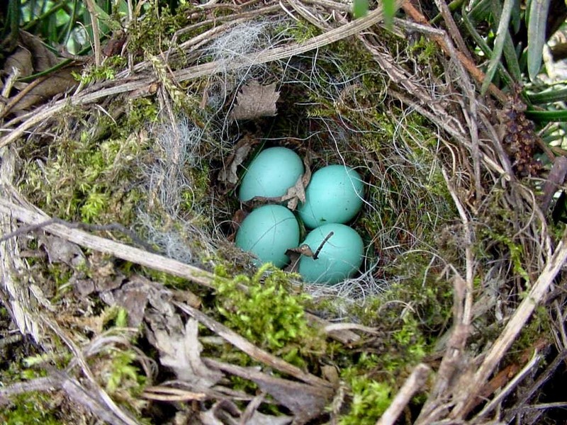 [DOT CD03] Netherlands - Gelderse Valley - Rural Home April 2001 - Bird Eggs; DISPLAY FULL IMAGE.