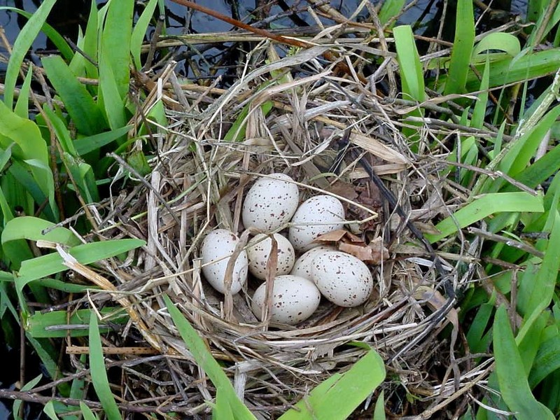 [DOT CD03] Netherlands - Gelderse Valley - Rural Home March 2001 - Birds Eggs; DISPLAY FULL IMAGE.