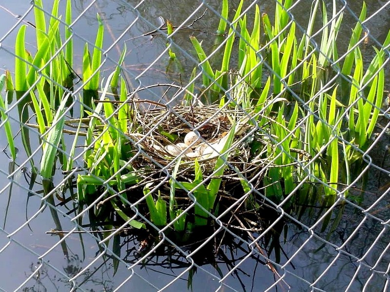 [DOT CD03] Netherlands - Gelderse Valley - Rural Home March 2001 - Birds Eggs; DISPLAY FULL IMAGE.