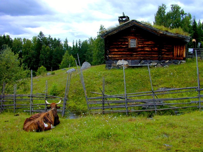 [DOT CD03] Norway Farm - Cow; DISPLAY FULL IMAGE.