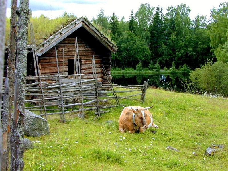 [DOT CD03] Norway Farm - Cow; DISPLAY FULL IMAGE.