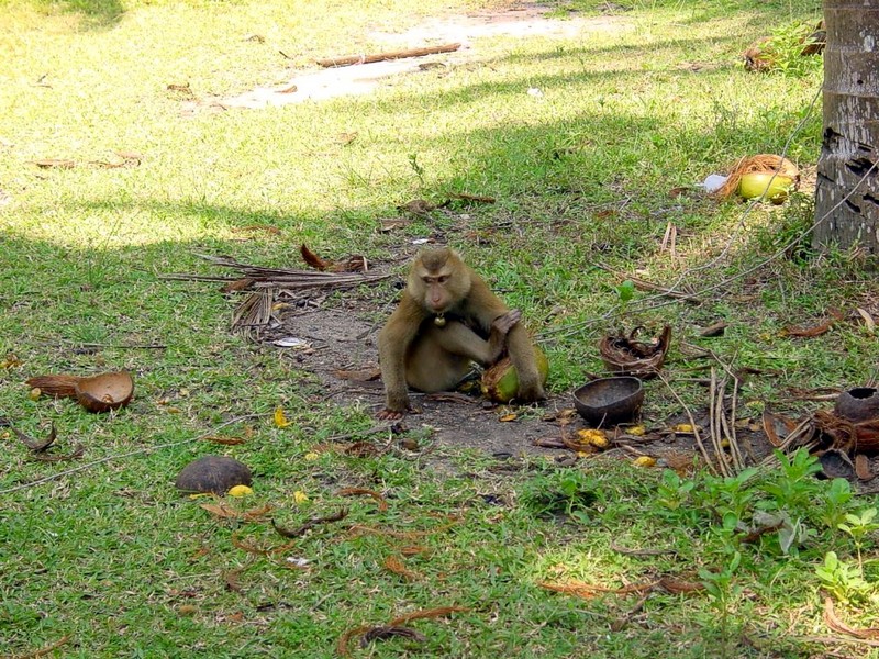 [DOT CD03] Thailand - Koh Samui - Monkey; DISPLAY FULL IMAGE.