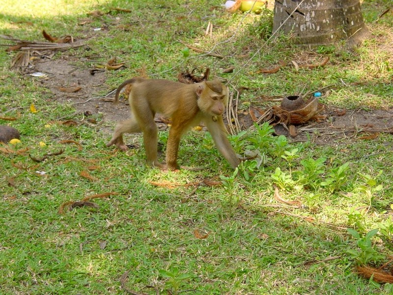 [DOT CD03] Thailand - Koh Samui - Monkey; DISPLAY FULL IMAGE.