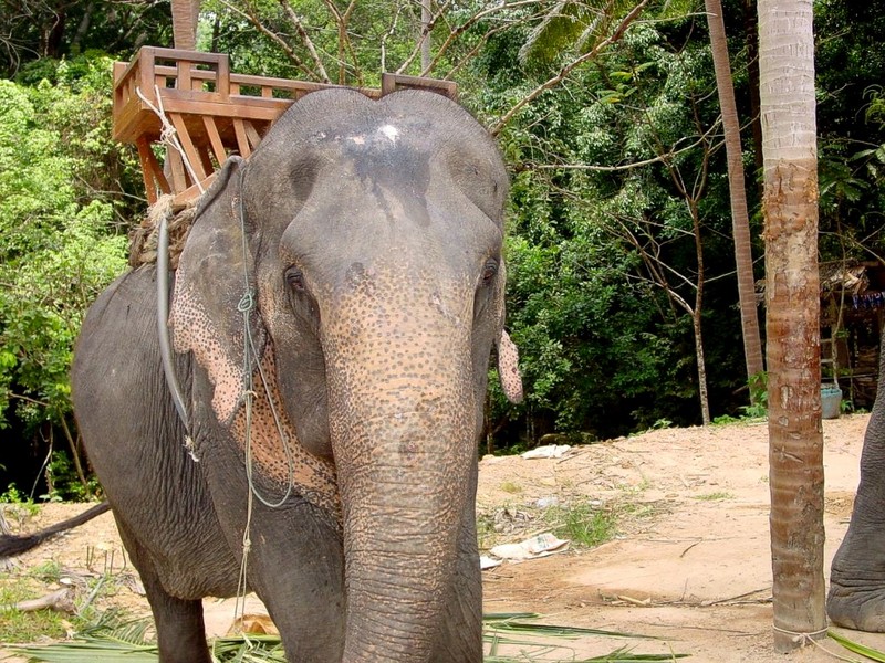 [DOT CD03] Thailand - Koh Samui - Thai Elephant; DISPLAY FULL IMAGE.
