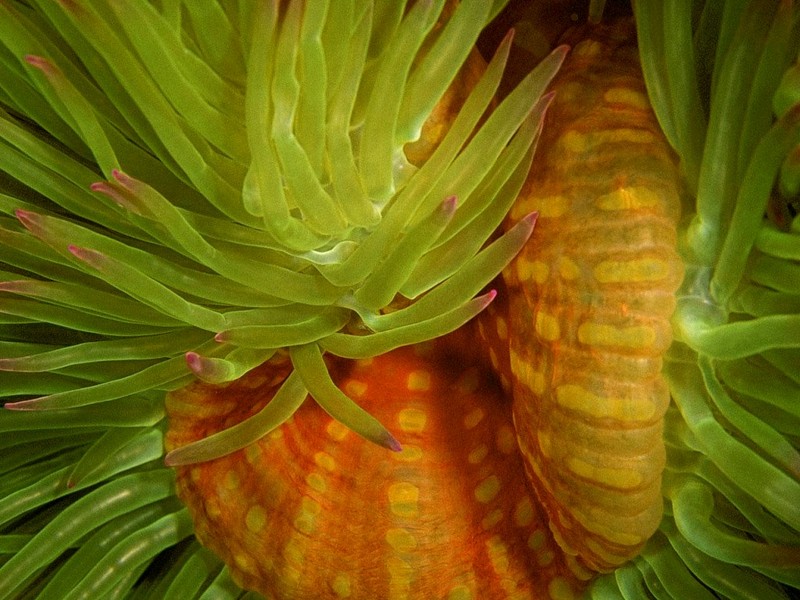 [DOT CD03] Underwater - Sea Anemone; DISPLAY FULL IMAGE.