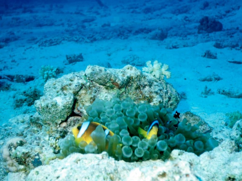 [DOT CD03] Underwater - Anemonefish; DISPLAY FULL IMAGE.