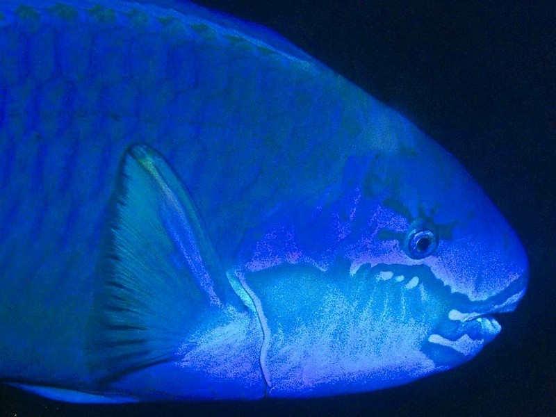 [DOT CD03] Underwater - Blue Parrotfish; DISPLAY FULL IMAGE.