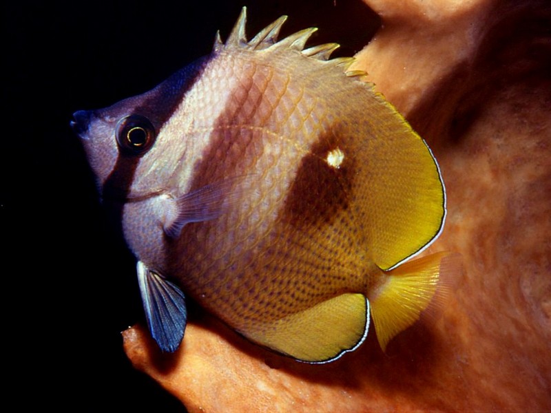 [DOT CD03] Underwater - Butterflyfish; DISPLAY FULL IMAGE.