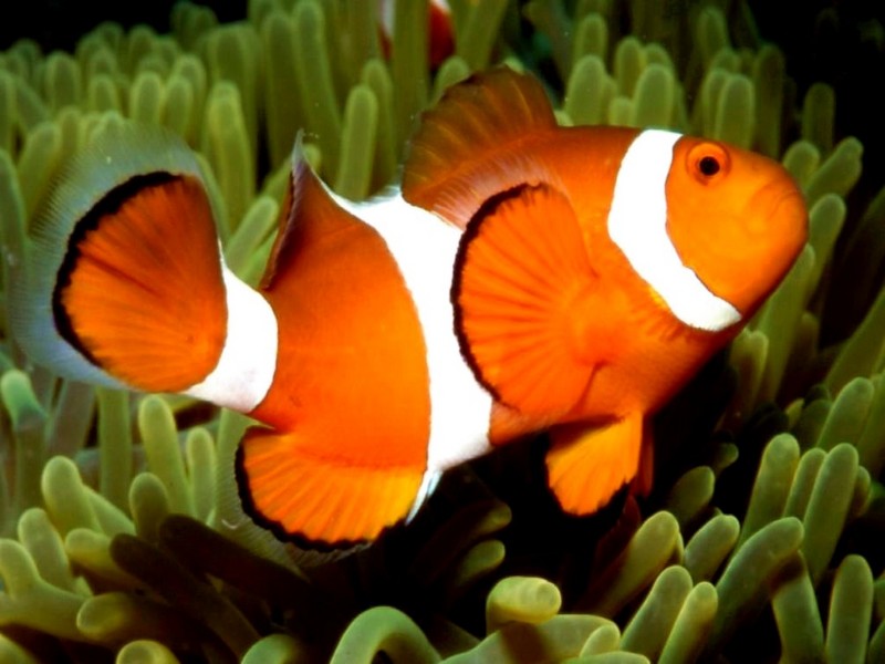 [DOT CD03] Underwater - Clownfish; DISPLAY FULL IMAGE.