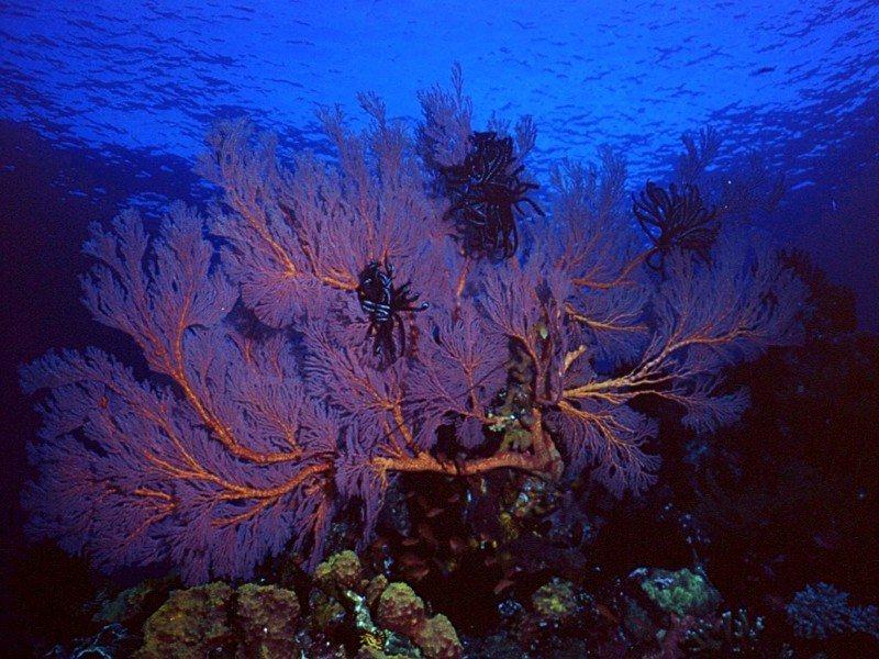 [DOT CD03] Underwater - Corals; DISPLAY FULL IMAGE.