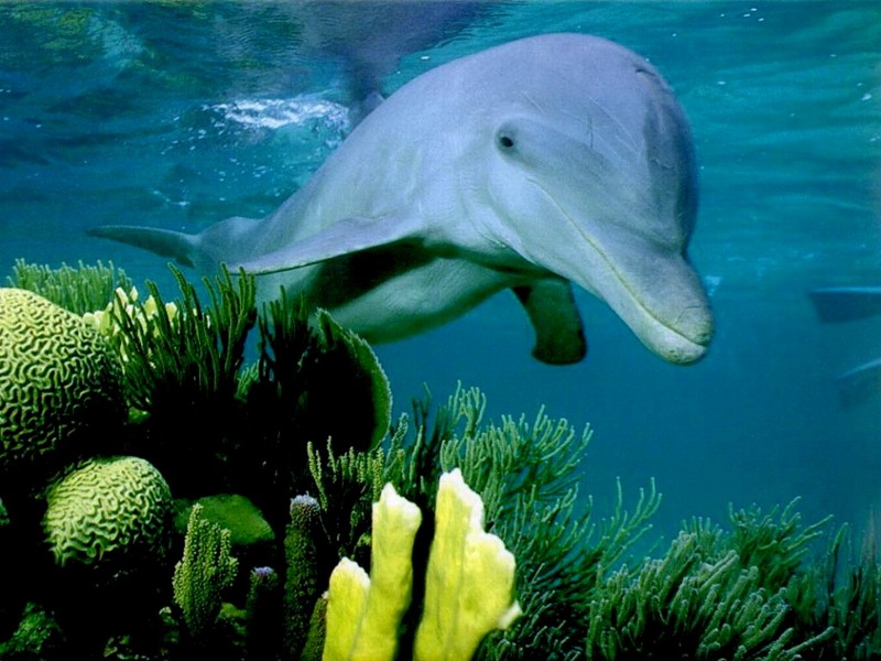 [DOT CD03] Underwater - Dolphin; DISPLAY FULL IMAGE.