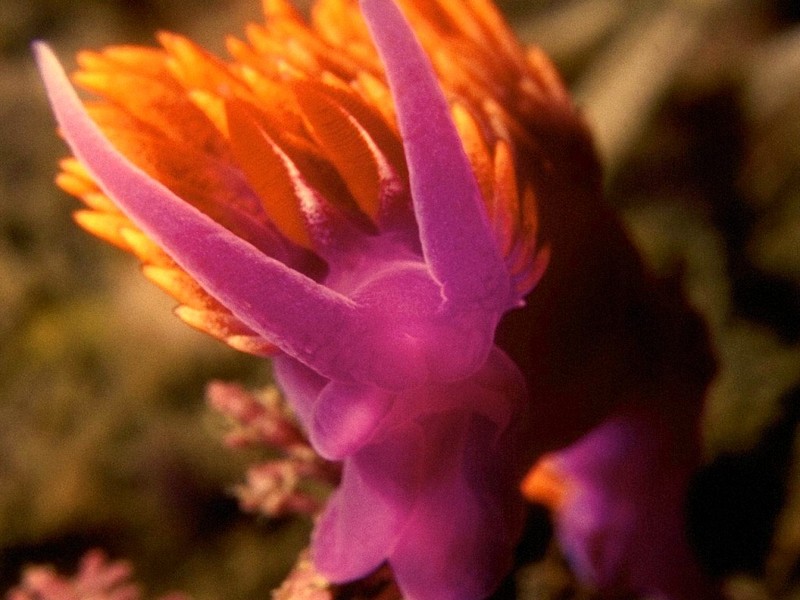 [DOT CD03] Underwater - Flabellina sp. (Nudibranch); DISPLAY FULL IMAGE.