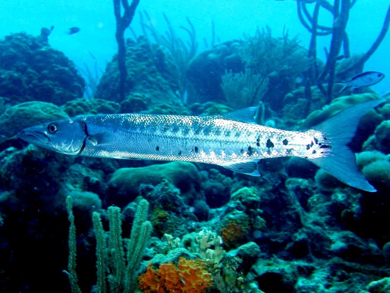 [DOT CD03] Underwater - Great Barracuda; DISPLAY FULL IMAGE.