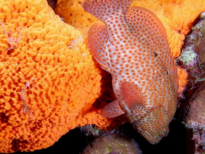 [DOT CD03] Underwater - Grouper on Sponge; DISPLAY FULL IMAGE.