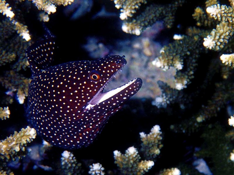 [DOT CD03] Underwater - Lagoon Moray Eel; DISPLAY FULL IMAGE.