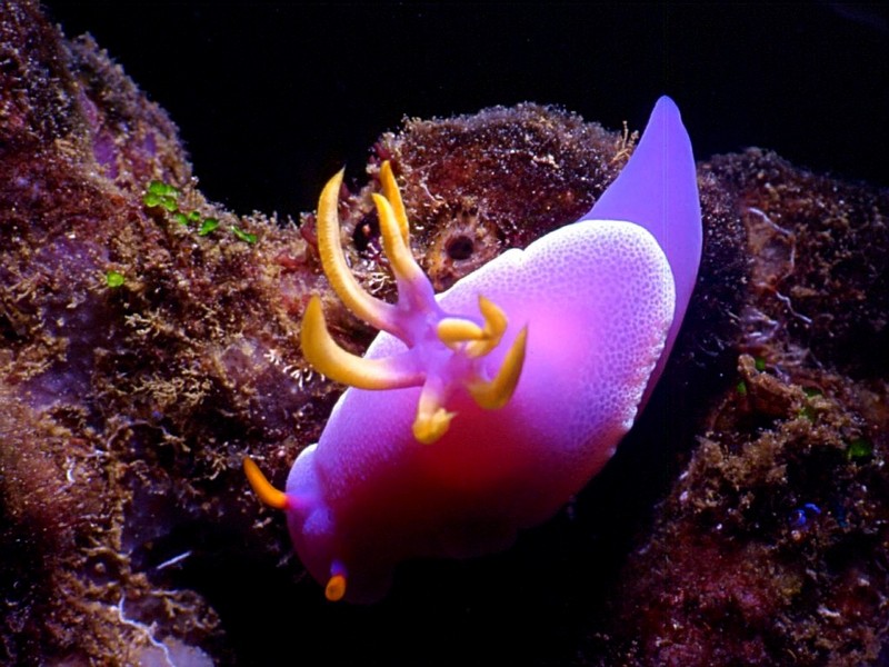 [DOT CD03] Underwater - Naked Gillsnail (Nudibranch); DISPLAY FULL IMAGE.