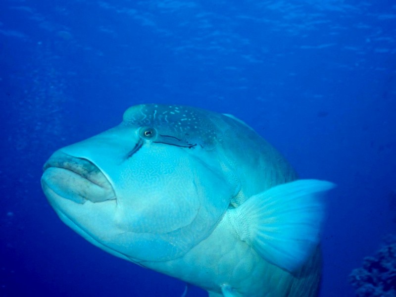 [DOT CD03] Underwater - Napoleon fish, humphead wrasse (Cheilinus undulatus); DISPLAY FULL IMAGE.