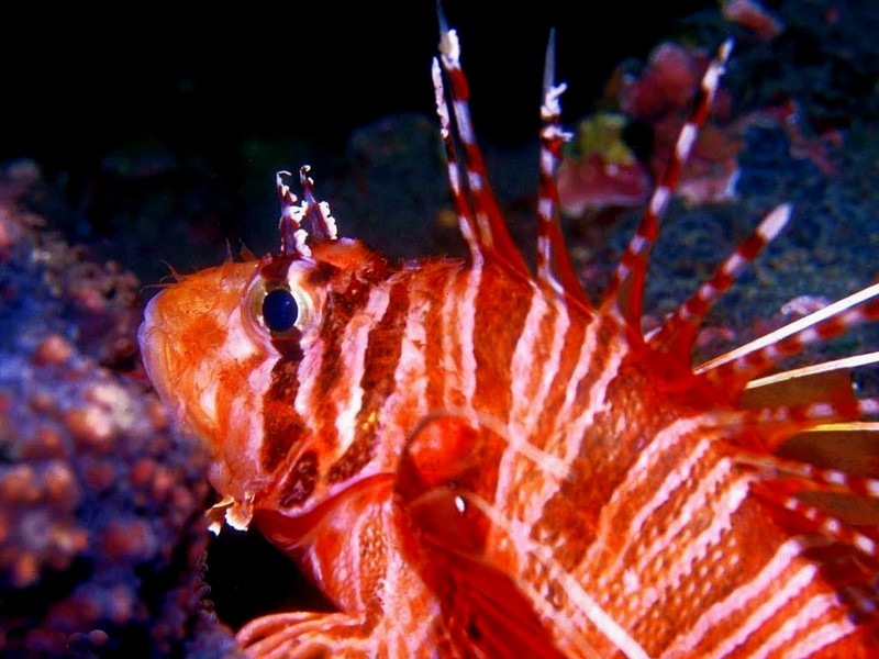 [DOT CD03] Underwater - Night Devil Fish (Lionfish); DISPLAY FULL IMAGE.