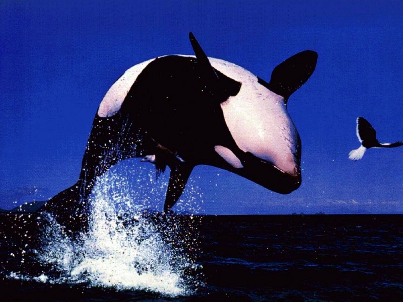 [DOT CD03] Underwater - Killer Whale; DISPLAY FULL IMAGE.