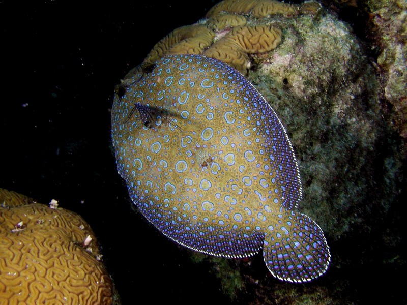 [DOT CD03] Underwater - Peacock Flounder; DISPLAY FULL IMAGE.