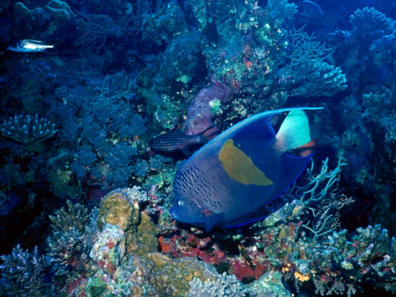 [DOT CD03] Underwater - Queen Angelfish; DISPLAY FULL IMAGE.