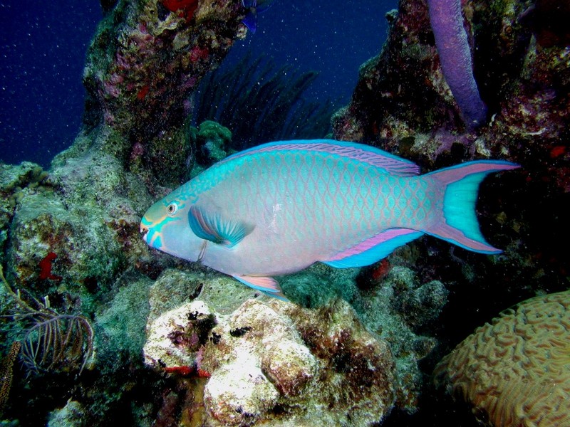 [DOT CD03] Underwater - Queen Parrotfish; DISPLAY FULL IMAGE.