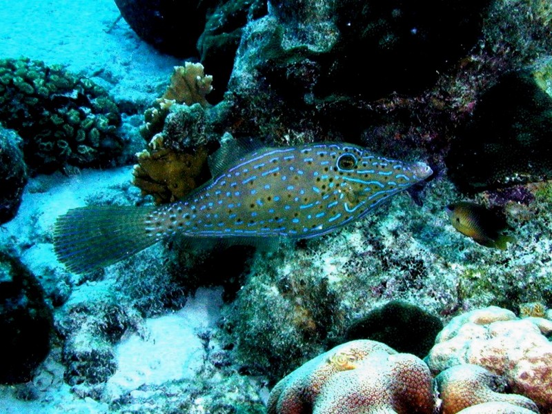 [DOT CD03] Underwater - Scrawled Filefish; DISPLAY FULL IMAGE.