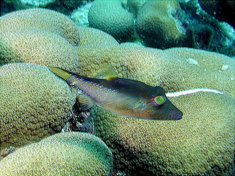 [DOT CD03] Underwater - Sharp-nosed Pufferfish; DISPLAY FULL IMAGE.