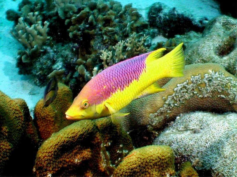 [DOT CD03] Underwater - Spanish Hogfish; DISPLAY FULL IMAGE.