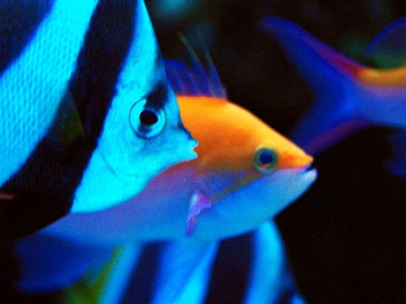 [DOT CD03] Underwater - Tropical Fish; DISPLAY FULL IMAGE.