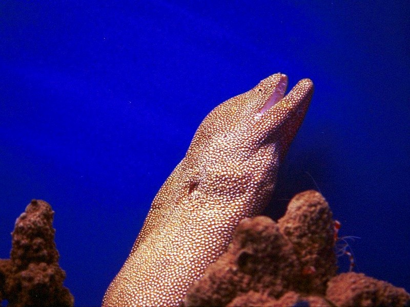 [DOT CD03] Underwater - Moray Eel; DISPLAY FULL IMAGE.