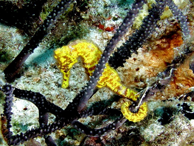[DOT CD03] Underwater - Yellow Seahorse; DISPLAY FULL IMAGE.