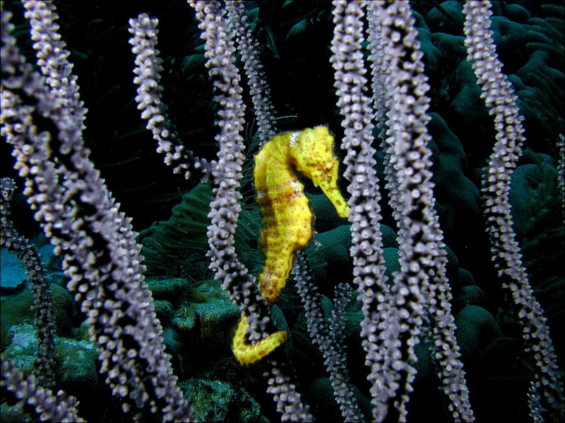 [DOT CD03] Underwater - Yellow Seahorse; DISPLAY FULL IMAGE.