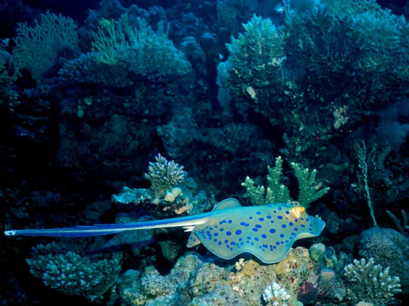 [DOT CD03] Underwater - Yellow-spotted Ray; DISPLAY FULL IMAGE.