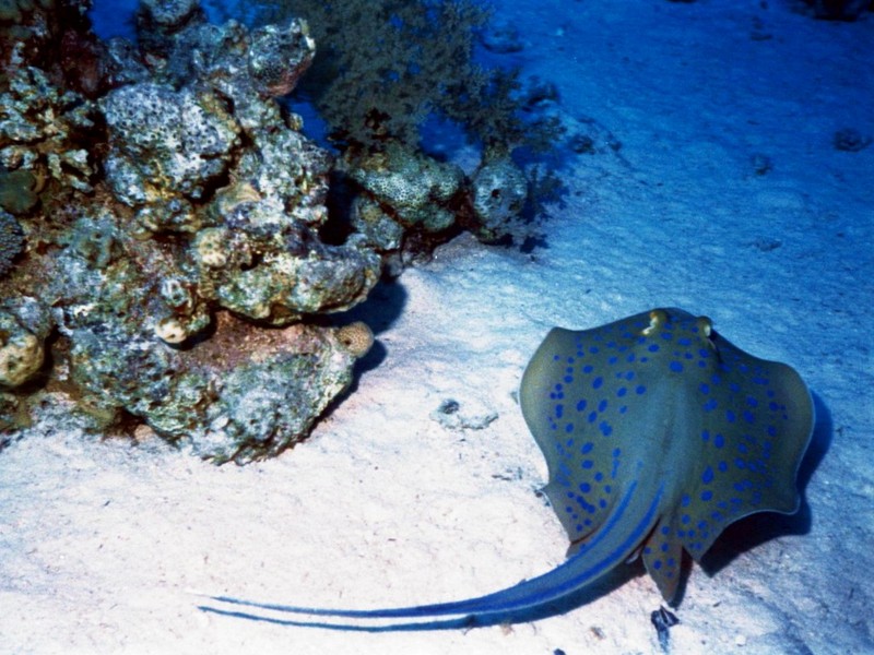 [DOT CD03] Underwater - Yellow-spotted Ray; DISPLAY FULL IMAGE.