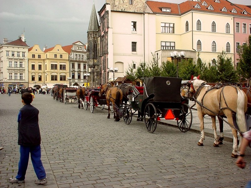 [DOT CD04] Czechia - Prague Tourist Coaches - Horses; DISPLAY FULL IMAGE.