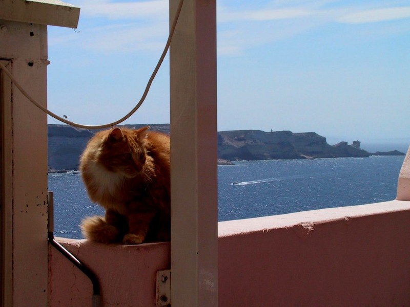 [DOT CD04] France - Corsica Bonifacio - Cat; DISPLAY FULL IMAGE.