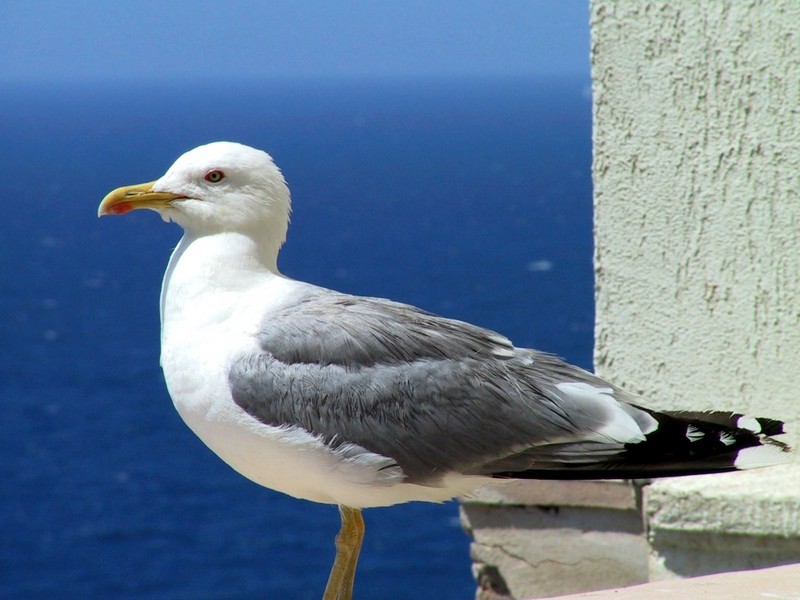 [DOT CD04] France - Corsica Bonifacio - Gull; DISPLAY FULL IMAGE.