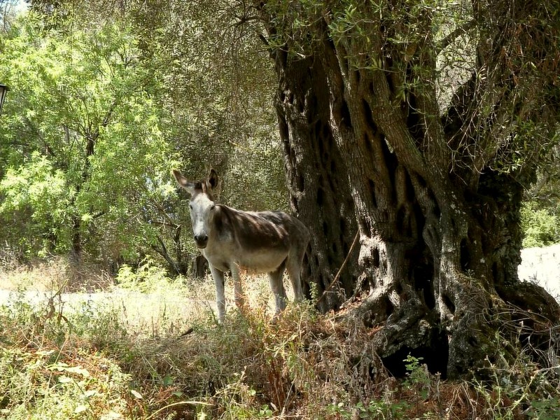 [DOT CD04] Greece - Corfu - Donkey; DISPLAY FULL IMAGE.