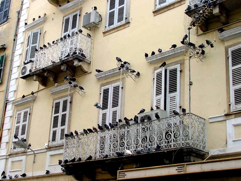 [DOT CD04] Greece - Corfu Kerkira Old Town - Pigeons; DISPLAY FULL IMAGE.