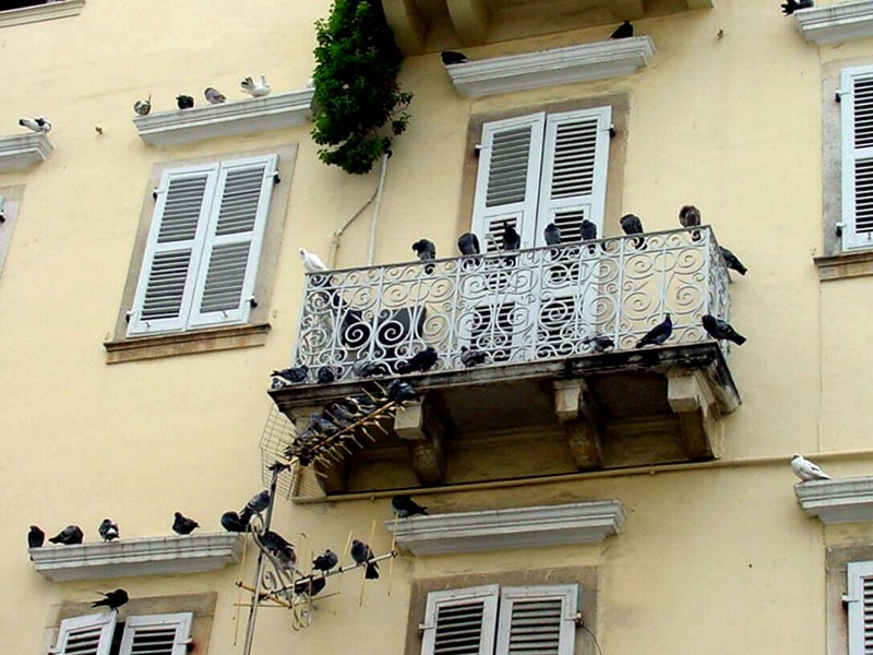 [DOT CD04] Greece - Corfu Kerkira Old Town - Pigeons; DISPLAY FULL IMAGE.