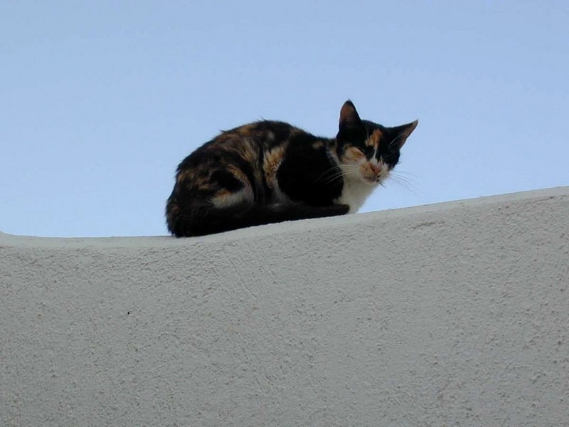 [DOT CD04] Greece - Santorini - Cat; DISPLAY FULL IMAGE.