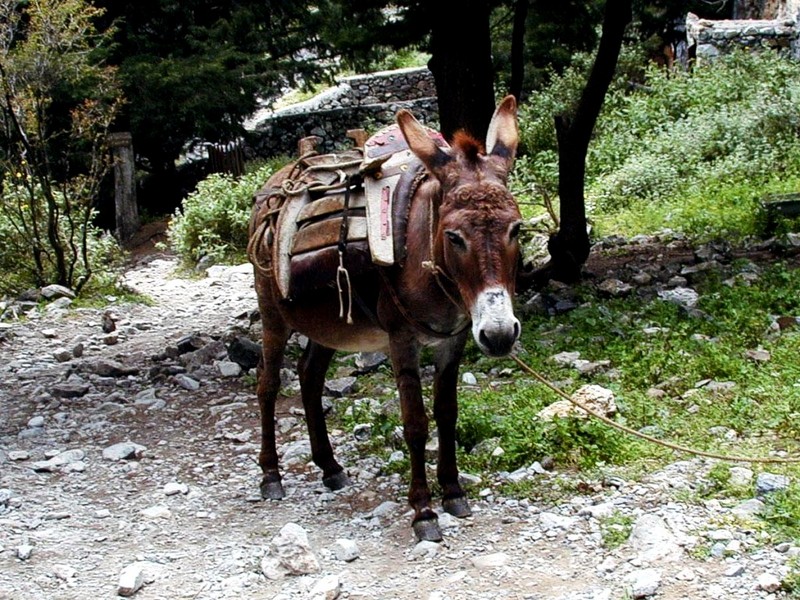 [DOT CD04] Greece - Crete - Imbros Gorge - Donkey; DISPLAY FULL IMAGE.
