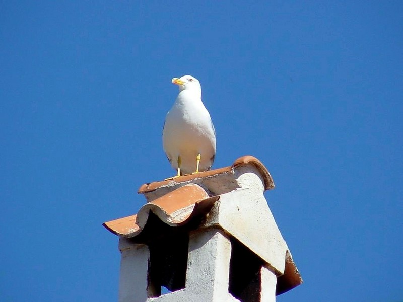 [DOT CD04] Greece - Saronic Gulf - Poros - Gull; DISPLAY FULL IMAGE.