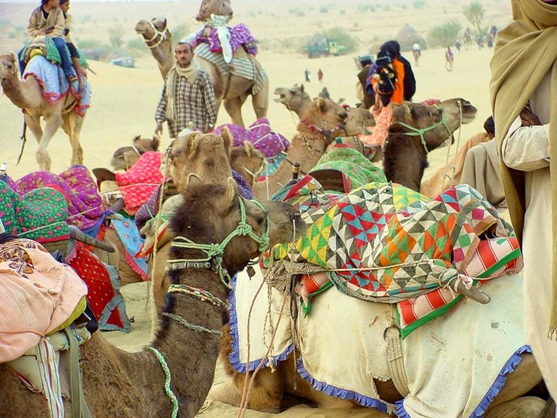 [DOT CD04] India - Sam_Desert - Camels; DISPLAY FULL IMAGE.