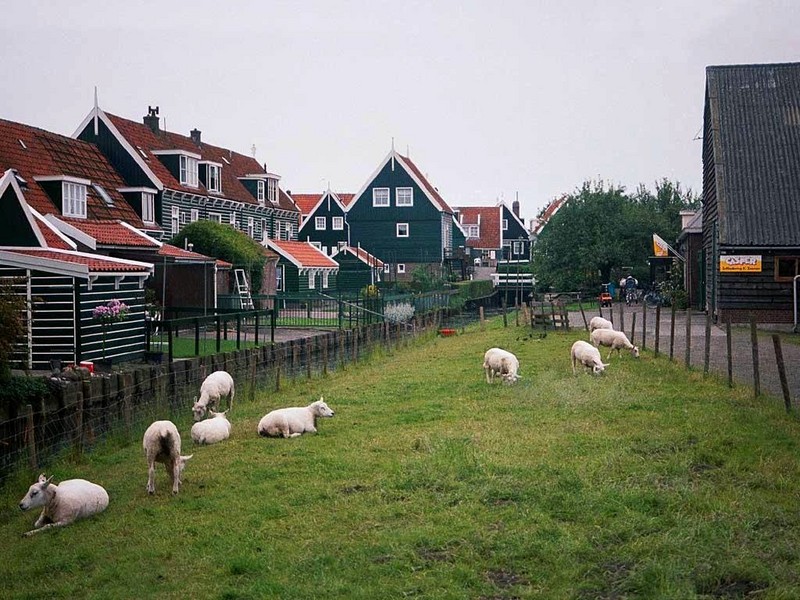 [DOT CD04] Netherlands(Holland) - Marken - Sheep; DISPLAY FULL IMAGE.