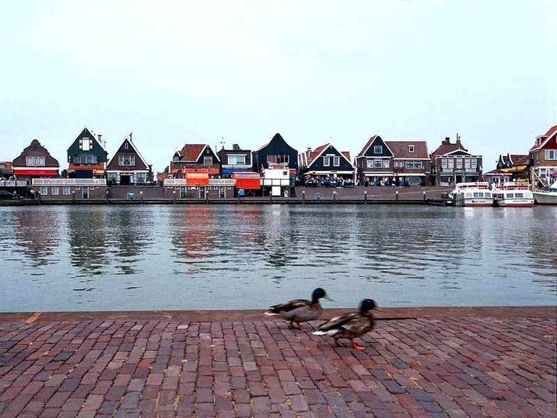 [DOT CD04] Netherlands(Holland) - Volendam - Ducks; DISPLAY FULL IMAGE.