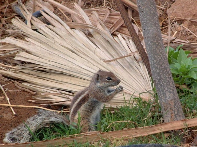 [DOT CD04] Spain Fuerteventura Jandia Playa - Ground Squirrel; DISPLAY FULL IMAGE.