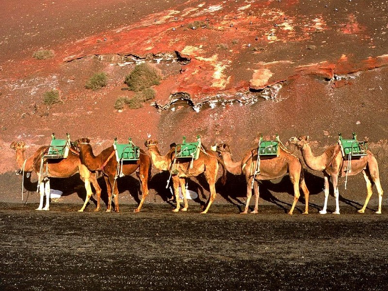 [DOT CD04] Spain Lanzarote - Camels; DISPLAY FULL IMAGE.