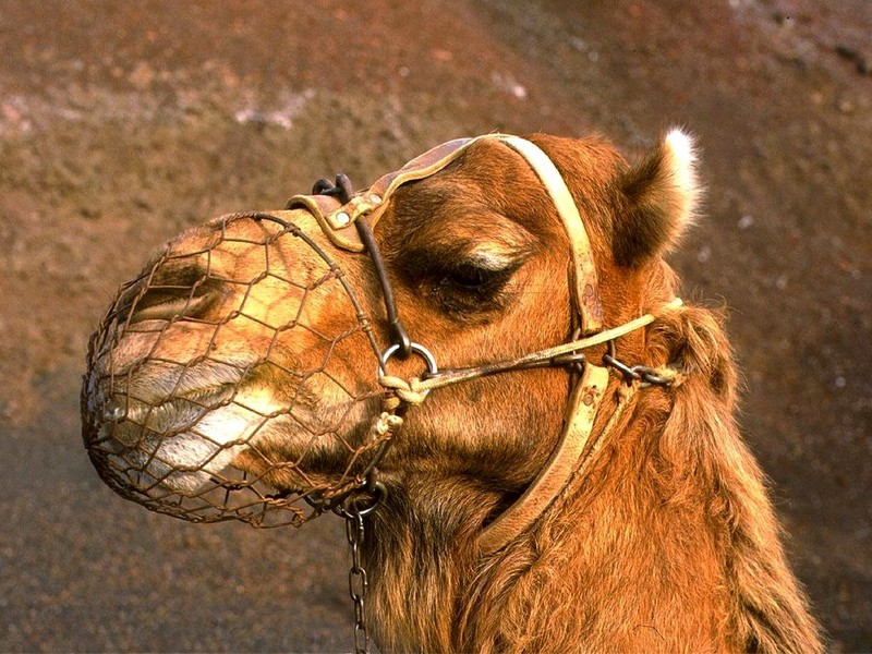 [DOT CD04] Spain Lanzarote - Camel; DISPLAY FULL IMAGE.